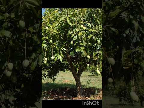 byinshi utabwiwe burya ku giti cyumwembe burya ngo cyakoreshwa mukuvura indwara zitandukanye