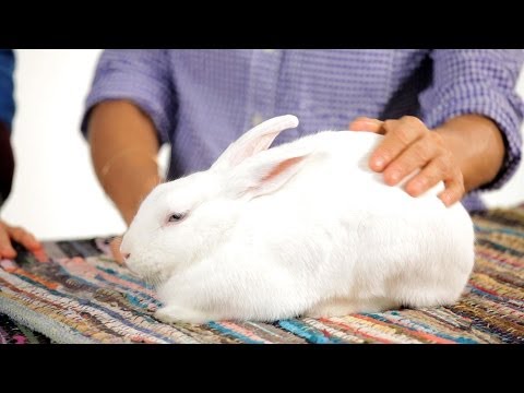 3rd YouTube video about how long can bunnies go without water