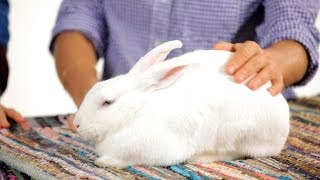 Can I Leave My Rabbit Alone for Weekend? | Pet Rabbits