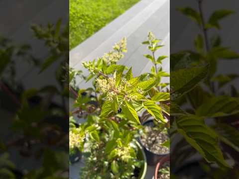 19 / Удаление пней / #корчевание #сад #гортензия #астильба #садовод #пни #газон #дожди