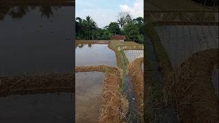 Download lagu Suasana tiis ceuli herang panon kata orang sunda mah mp3 Download lagu Suasana tiis ceuli herang panon kata orang sunda mah mp3