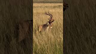 Impala frees itself ftom a cheetah's grip