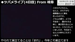 ツバメライブ(４日目)