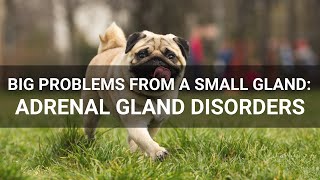 Big Problems from a Small Gland: Adrenal Gland Disorders
