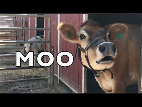 , title : 'COW SOUNDS REAL COWS FOR KIDS: COWS GO MOO COMPILATION