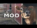 COW SOUNDS REAL COWS FOR KIDS COWS GO MOO COMPILATION