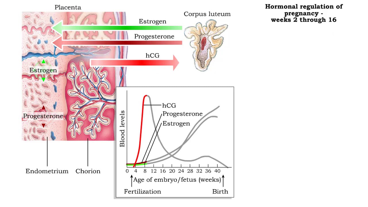 Hormonal regulation of pregnancy - weeks 2 through 38