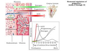 Hormonal regulation of pregnancy - weeks 2 through 38