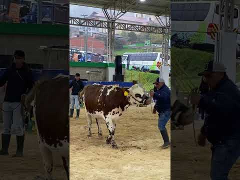 El mejor ganado normando, feria umbita boyaca