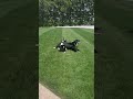 Border Collie dogs for sale: Tyson - Video 1