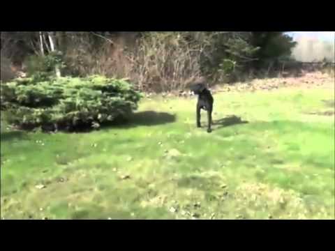 fenton chases santa's deer