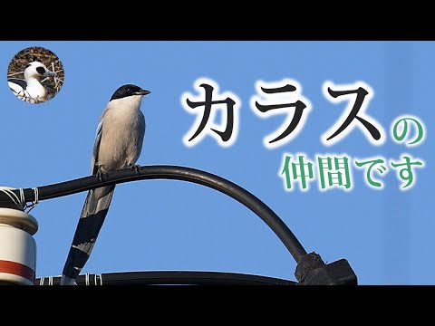タイヒ鳥類公園 - 定義