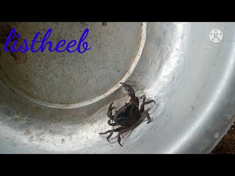 tshuaj qhwv suab phom hauv yuslub cev kom tawmlos 2/5/2021