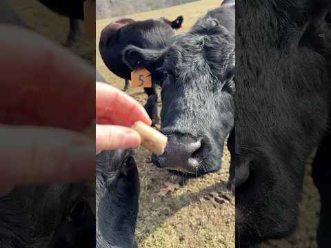 Brave cows try snacks . #cows #farmlife #snacks