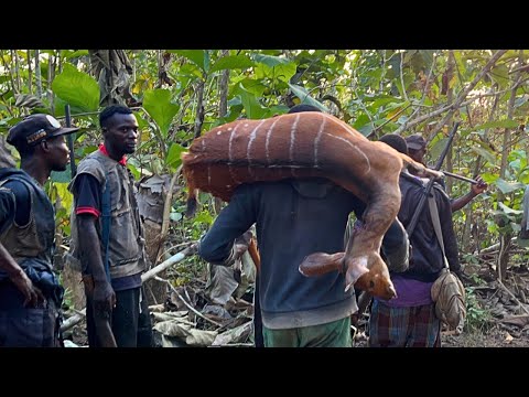 IBADAN HUNTERS HUNTING FOR BUSH MEAT | Hunting with Ibadan hunters | Episode 16