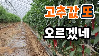 고추값 또 오르겠네! 고추밭 또 물차기 시작! 6호 태풍 카눈