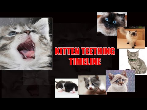 KITTEN TEETHING TIMELINE