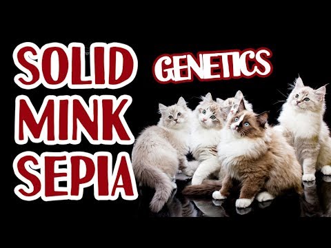 Genetics of pointed cats - siamese, tonkinese, burmese + Ragdoll solid