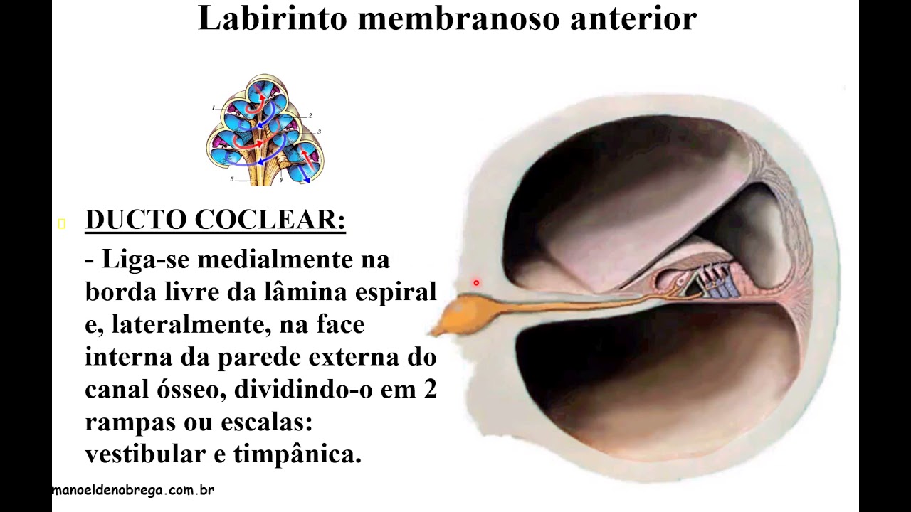 Fisiologia Da Audição - Orelha Interna 2021