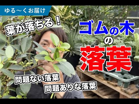 環境に優しい方法で落ち葉を処分する: 最良のヒント トピックス