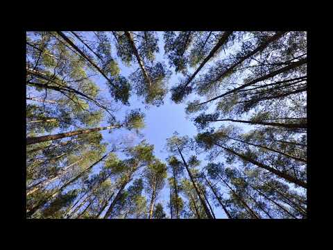 DruidCast songs compilation || Nature spirituality music
