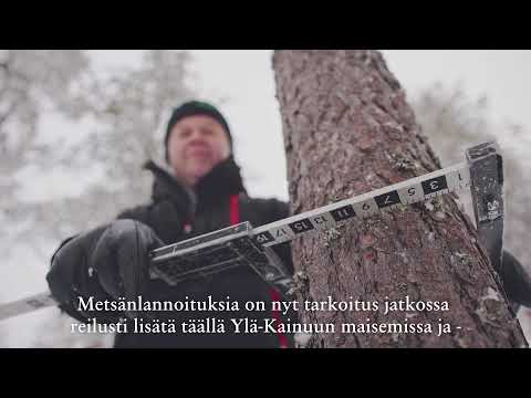 Metsänlannoitus on kannattava ilmastoteko