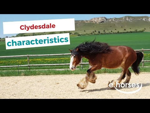 Clydesdale | characteristics, origin & disciplines