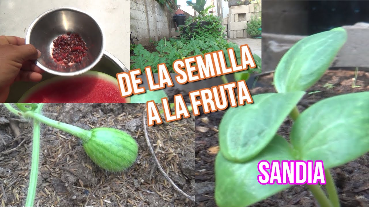 FROM THE SEED TO THE FRUIT WATERMELON