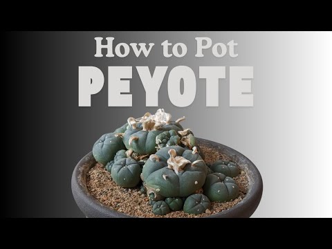 How to Pot a Peyote Cactus