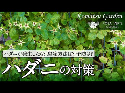  SOS: バラの茂みにアブラムシが侵入しました!ダニを取り除くための環境に優しい4つの家庭療法  庭園