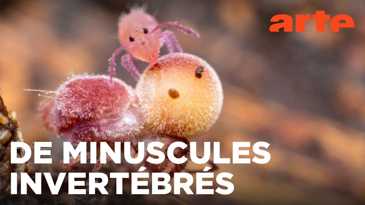 Planète collemboles : la vie secrète des sols | ARTE
