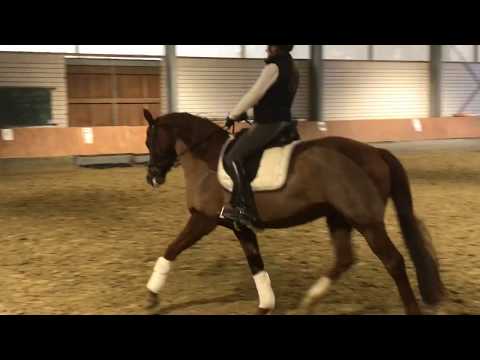 Stute von  (Soliman x Don Larino)