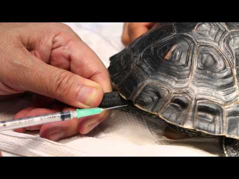 A steroid injection to reduce the swelling Pt 3