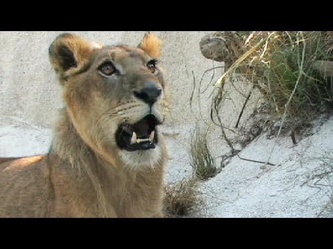 Lion vs Black Mamba 01, deadly venomous snake encounter with lion