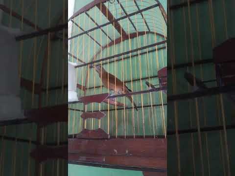 A melhor sabiá do Maranhão