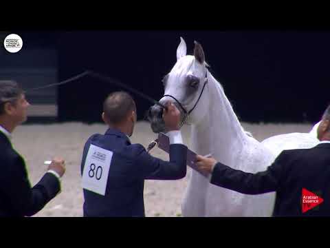 N.80 ANOOD AL NASSER - Paris 2018 - Senior Mares (Class CM 3B)