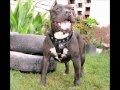 "AYMARA" American Pit bull Terrier- 2 