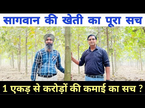 Sagwan Farming की सच्चाई ? Teak wood Farming | Hybrid Tissue culture Teak | Teak Tree Plantation |