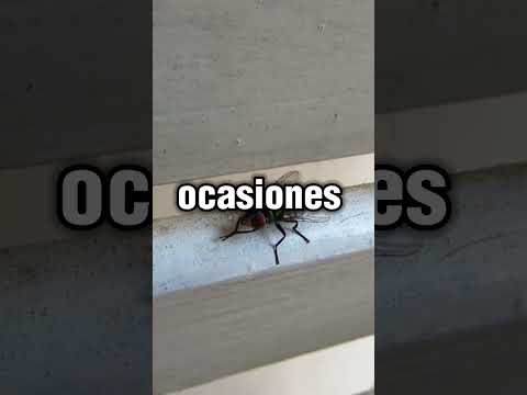 DID YOU KNOW THAT WHEN FLIES RUB THEIR HANDS... #fly #flies #shortsyoutube #stumble