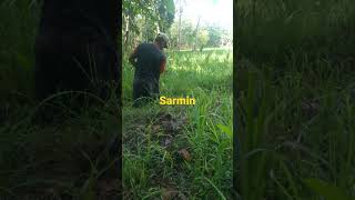 Download lagu sarmin mp3