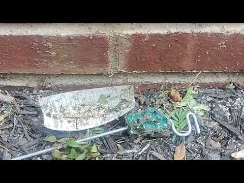 Uncovered a Nest of Ants in Lavallette, NJ