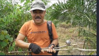 Download lagu loud-voiced turtle dove trap mp3