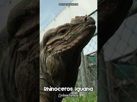 Cyclura cornuta stejnegeri