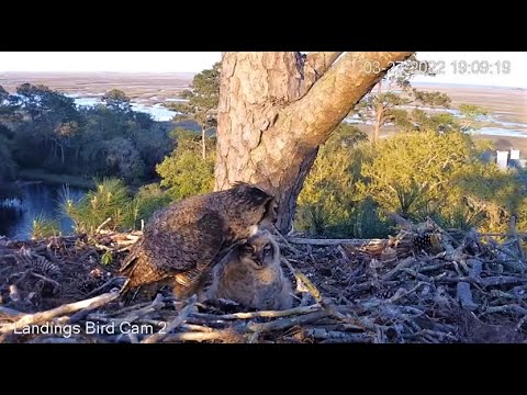 Sunday Dinner With Mom Continues 🦉 3/27/22  19:07