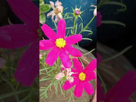 The marigold flower explained, now is winter 💖🌻 #shorts#love#flowers#bangladesh