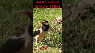 Download lagu burung jalak   #shorts #jalak #jalaksuren #short mp3