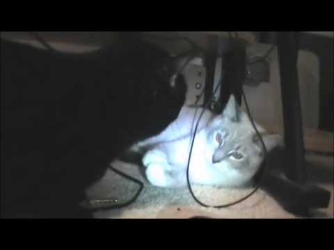 Talking Kitty Cat 16 - Good Morning with Alternate Ending