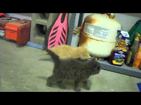 Sibling Kittens Fight