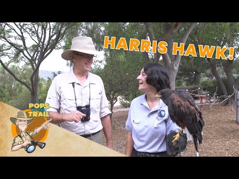 Pops on the Trail at America’s Teaching Zoo | Harris’s Hawk | Educational Video for Kids