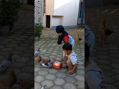 si kembar menangkap burung merpati #shorts